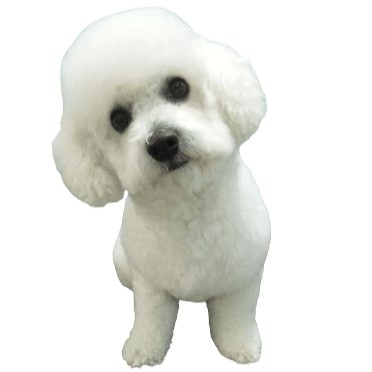 Peluqueria-para-mascotas-ciudad lineal