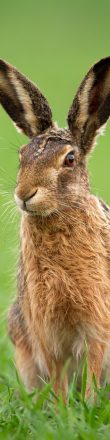 european-brown-hare-lepus-europaeus-in-summer-with-green-blurred-background-e1612707311662.jpg